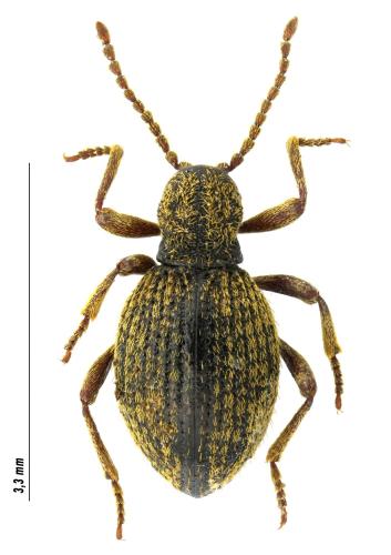 Pseudeurostus frigidus